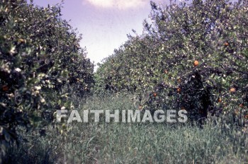 plant, tree, orange, plain, ono, nehemiah's, enemy, murder, plants, trees, oranges, plains, Enemies, murders