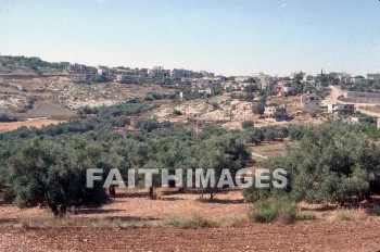 Gath-hepher, mashhad, Olive, tree, plant, Jonah, birthplace, tomb, Olives, trees, plants, birthplaces, tombs