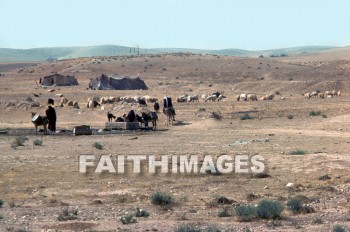 sheep, animal, Shepherd, Flock, bedouin, tent, dwelling, House, homes., animals, shepherds, flocks, tents, dwellings, houses