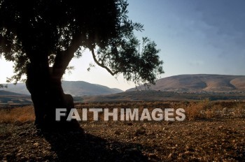 Ebal, Gerizim, mount, Valley, mountain, town, nablus, mounts, valleys, mountains, towns