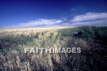 Wheat, field, Israel, crop, agriculture, plant, food, fields, crops, agricultures, plants, foods