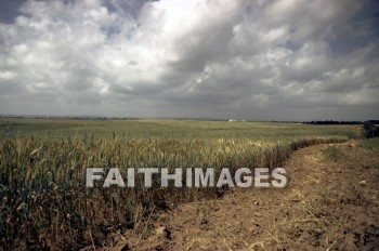 grain, field, Israel, crop, agriculture, grains, fields, crops, agricultures