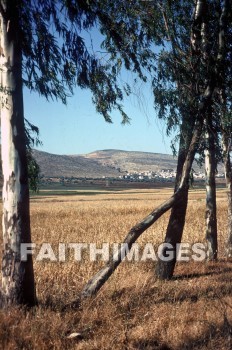 Turan, Israel, Wheat, field, plant, Jesus', disciple, food, fields, plants, disciples, foods