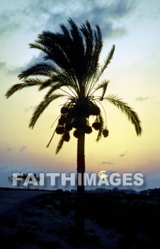 sunset, evening, dusk, Gaza, strip, coastline, silhouette, coconut, palm, tree, food, sunsets, evenings, dusks, strips, silhouettes, coconuts, palms, trees, foods