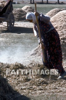 winnowing, farming, agriculture, grain, harvesting, chaff, wind, threshing, floor, woman, fork, agricultures, grains, winds, floors, women, forks