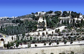 mount, Olive, jerusalem, Western, slope, mounts, Olives, slopes