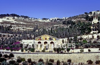 jerusalem, garden, Gethsemane, mount, Olive, Basilica, Agony, Jesus, prayed, prayer, Olive, tree, mounts, Olives, prayers, trees