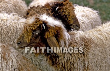 sheep, Israel, follow, follows, followed, following, followings