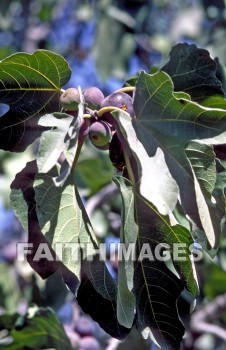 fig, tree, food, fruit, fruitfulness, Figs, trees, foods, fruits