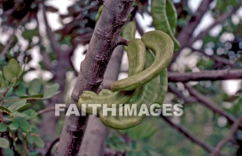 Carob, pod, tree, food, eat, eats, eating, ate, Prodigal, son, pig, Pods, trees, foods, prodigals, sons, pigs