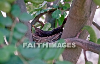 bird, Nest, Carob, tree, pod, food, eat, eating, eats, ate, pig, birds, nests, trees, Pods, foods, pigs