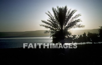 sea, Galilee, sunrise, silhouette, palm, tree, plant, seas, sunrises, silhouettes, palms, trees, plants