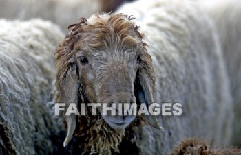 sheep, animal, follow, follows, follower, followed, following, food, wool, animals, followers, followings, foods, wools