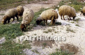 sheep, pasture, Lydda, Lod, field, grazing, following, leading, wool, food, meat, animal, animal, pastures, fields, followings, wools, foods, meats, animals