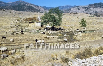 sheep, antioch, Antakya, pasture, mountain, hill, grazing, animal, pastures, mountains, hills, animals
