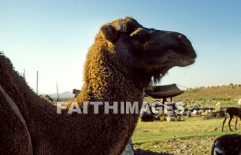 Camel, antioch, turkey, transportation, burden, shipping, animal, animal, camels, turkeys, transportations, burdens, animals