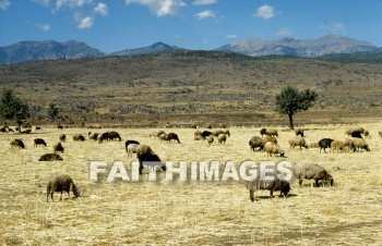 sheep, following, leading, pasture, field, grazing, antioch, turkey, mountain, hill, animal, followings, pastures, fields, turkeys, mountains, hills, animals