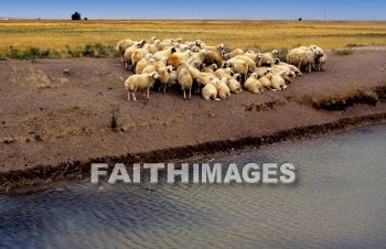 sheep, derbe, Cumra, House, turkey, dwelling, residence, home, paul, First, Second, missionary, journey, Bible-time, region, lycaonia, Asia, minor, following, leading, animal, houses, turkeys, dwellings, residences, homes