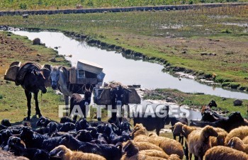 cattle, sheep, animal, Pamphylia, Bible-time, province, Asia, minor, paul, First, missionary, journey, animal, animals, provinces, minors, missionaries, journeys