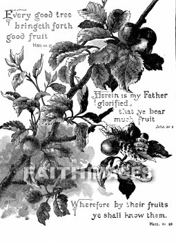 fruit, tree, good, bear, Glorify, God, reveal, fruits, trees, goods, bears, Gods