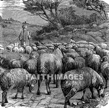 Shepherd, leading, Flock, sheep, staff, rod, pasture, follow, lead, animal, shepherds, flocks, staffs, rods, pastures, leads, animals
