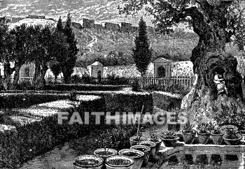 Gethsemane, garden, Olive, tree, Pray, praying, Humility, Olives, trees