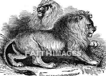Lion, animal, wild, fierce, ferocious, carniverous, Daniel, Samson, Lions, animals