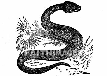 Serpent, Snake, Viper, reptile, animal, serpents, snakes, vipers, reptiles, animals