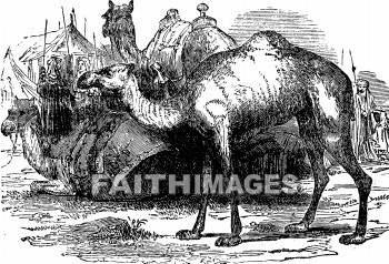 Camel, saddle, transportation, hauling, riding, shipping, animal, camels, saddles, transportations, animals