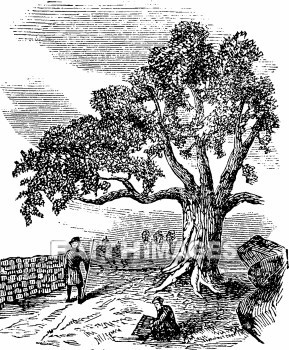 Sycamore, tree, Zacchaeus, sycamores, trees