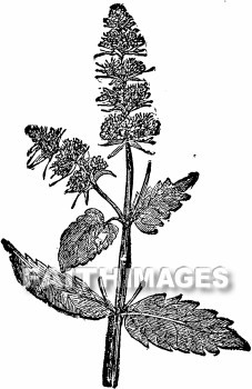 Anise, seasoning, food, plant, seasonings, foods, plants