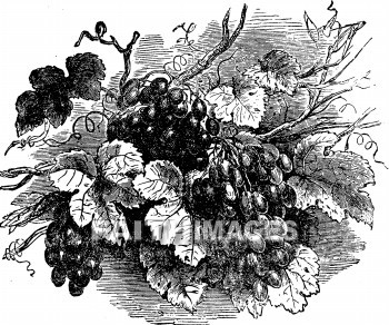 grapevine, vine, Grape, wine, Dried, fruit, vineyard, grapevines, vines, grapes, wines, fruits, vineyards