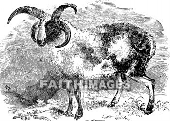 Ram, Four-horned, Rams
