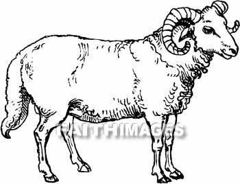 sheep, fat-tailed, Palestine, animal, animals