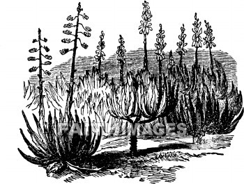 Aloes, plant, plants