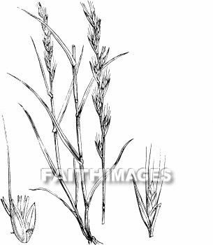 tares, plant, thistle, weed, agriculture, weeding, plants, thistles, weeds, agricultures