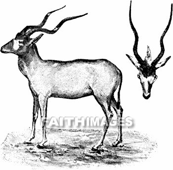 Gazelle, antelope, Dorcas, animal, gazelles, antelopes, animals