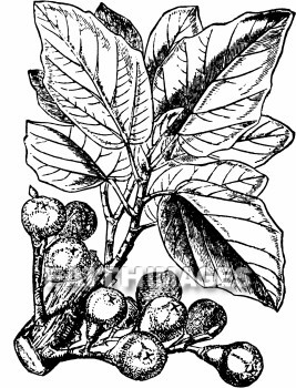 Sycamore, tree, plant, Zacchaeus, sycamores, trees, plants