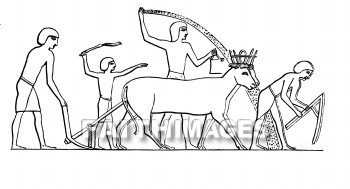 agriculture, Egypt, plowing, sowing, planting, grain, hoe, whip, animal, Wheat, barley, agricultures, grains, hoes, whips, animals