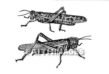 Locust, insect, plague, plant, famine, agriculture, Locusts, insects, plagues, plants, famines, agricultures