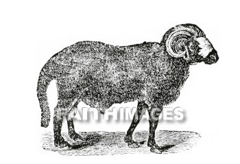 Ram, sheep, Horn, wool, meat, follow, gentle, animal, Rams, Horns, wools, meats, animals