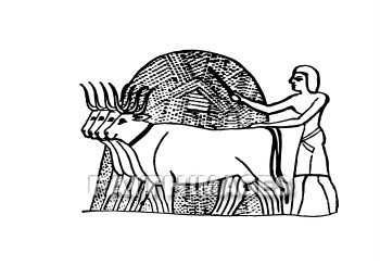 agriculture, Egyptian, Treading, grain, threshing, harvesting, farming, Wheat, barley, ox, agricultures, grains, oxen
