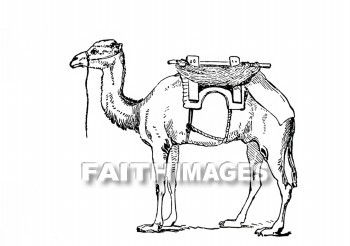 Camel, saddle, animal, transportation, hauling, shipping, riding, camels, saddles, animals, transportations