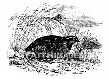 Quail, bird, quails, birds