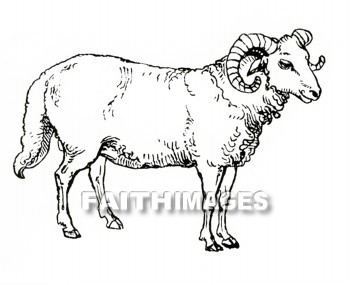 Ram, sheep, wool, Horn, following, leading, animal, Rams, wools, Horns, followings, animals