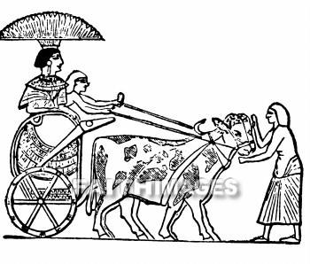cart, wagon, ox, riding, transportation, hauling, shipping, carts, wagons, oxen, transportations