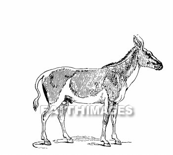 donkey, ass, animal, transportation, hauling, Donkeys, asses, animals, transportations