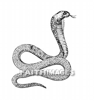 Cobra, Serpent, Snake, symbol, power, cobras, serpents, snakes, symbols, powers