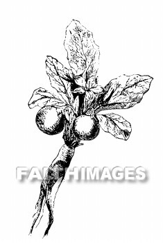 mandrakes, plant, food, reproduction, fertility, plants, foods, reproductions