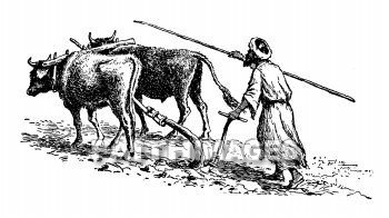 plowing, agriculture, plow, wood, ox, ox, pulling, farm, farmer, agricultures, plows, woods, oxen, farms, farmers